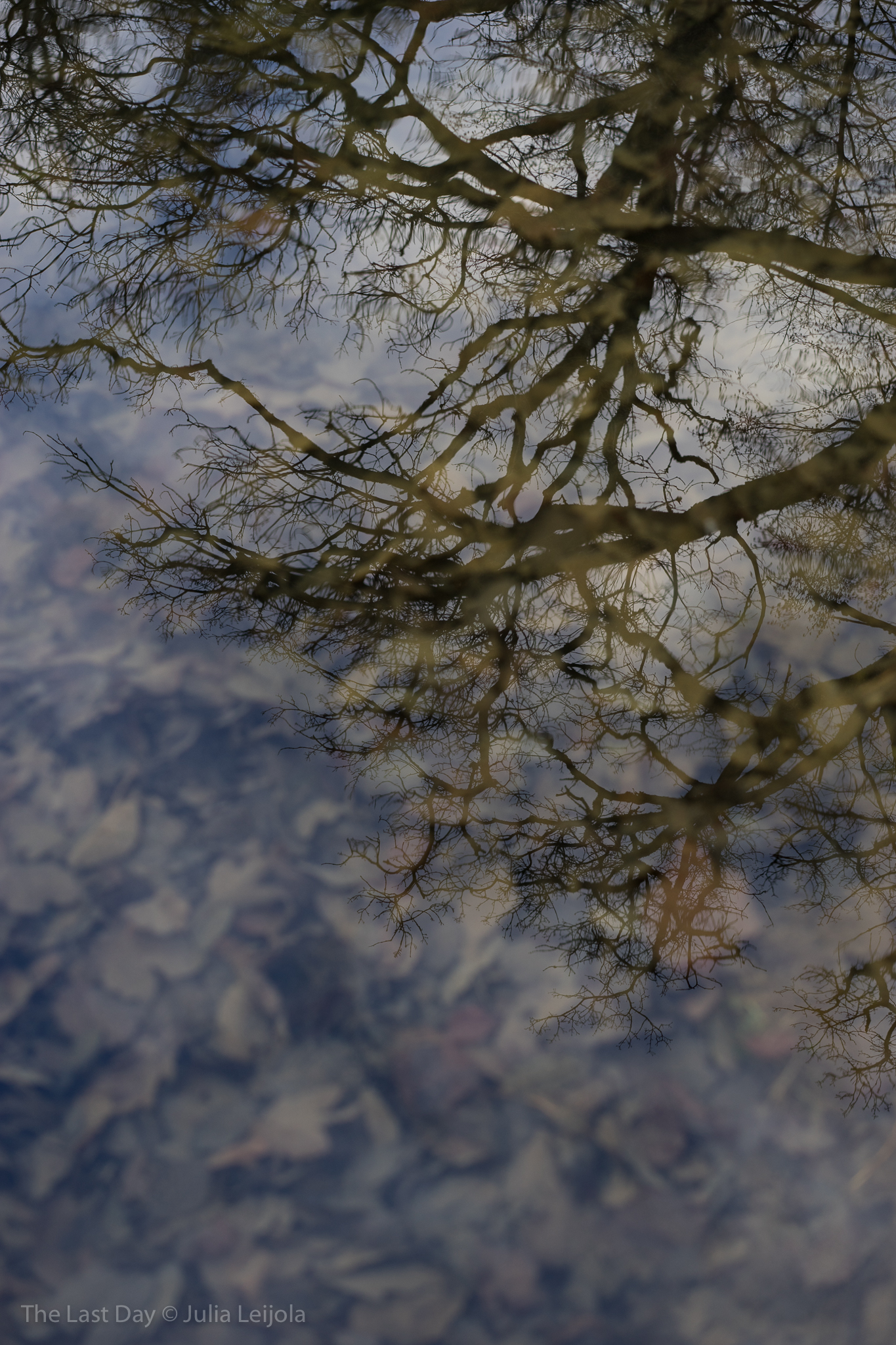Bare trees reflected on the surface of water.