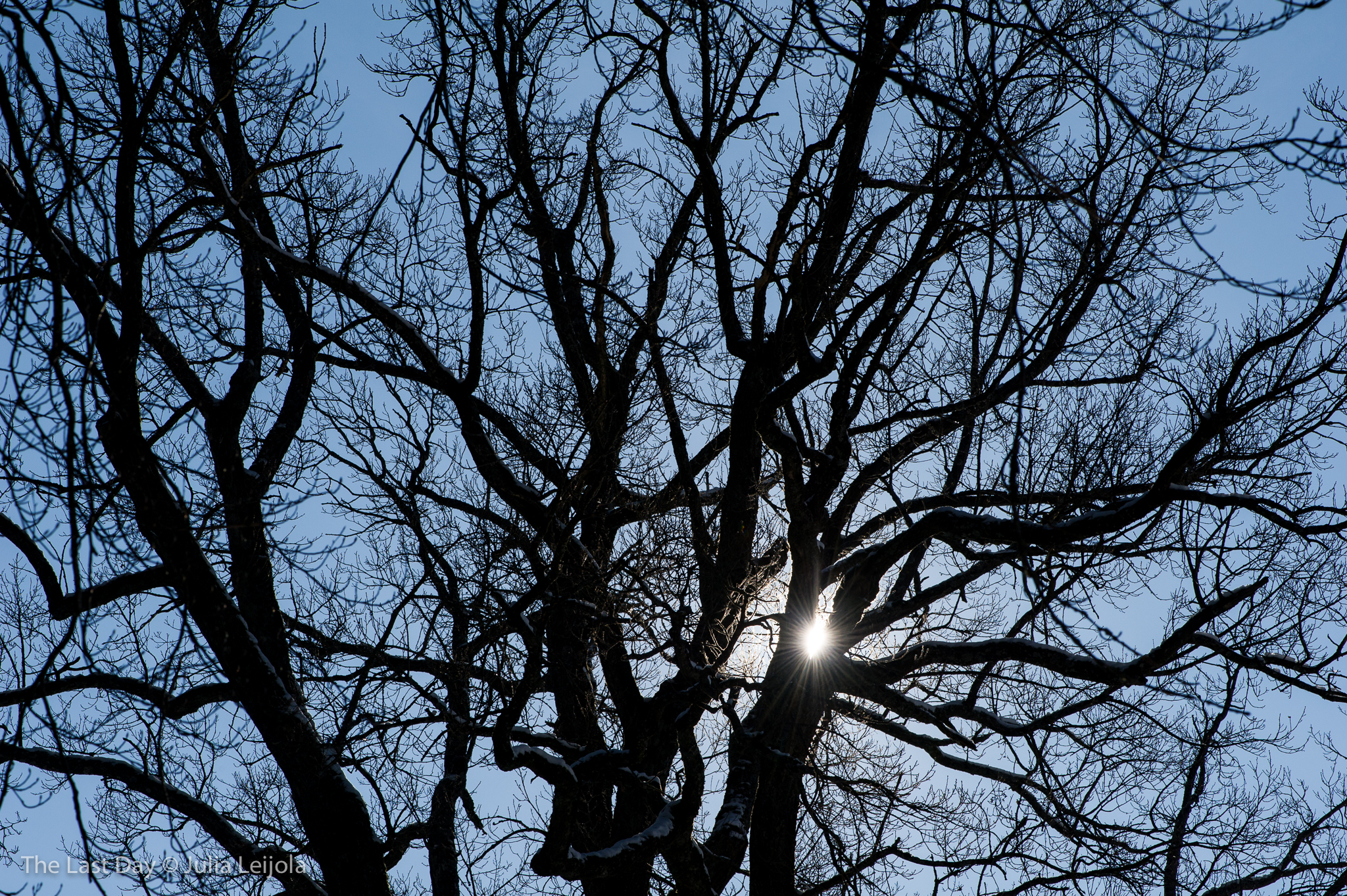 A bright sun shines through the bare braches of a large tree.