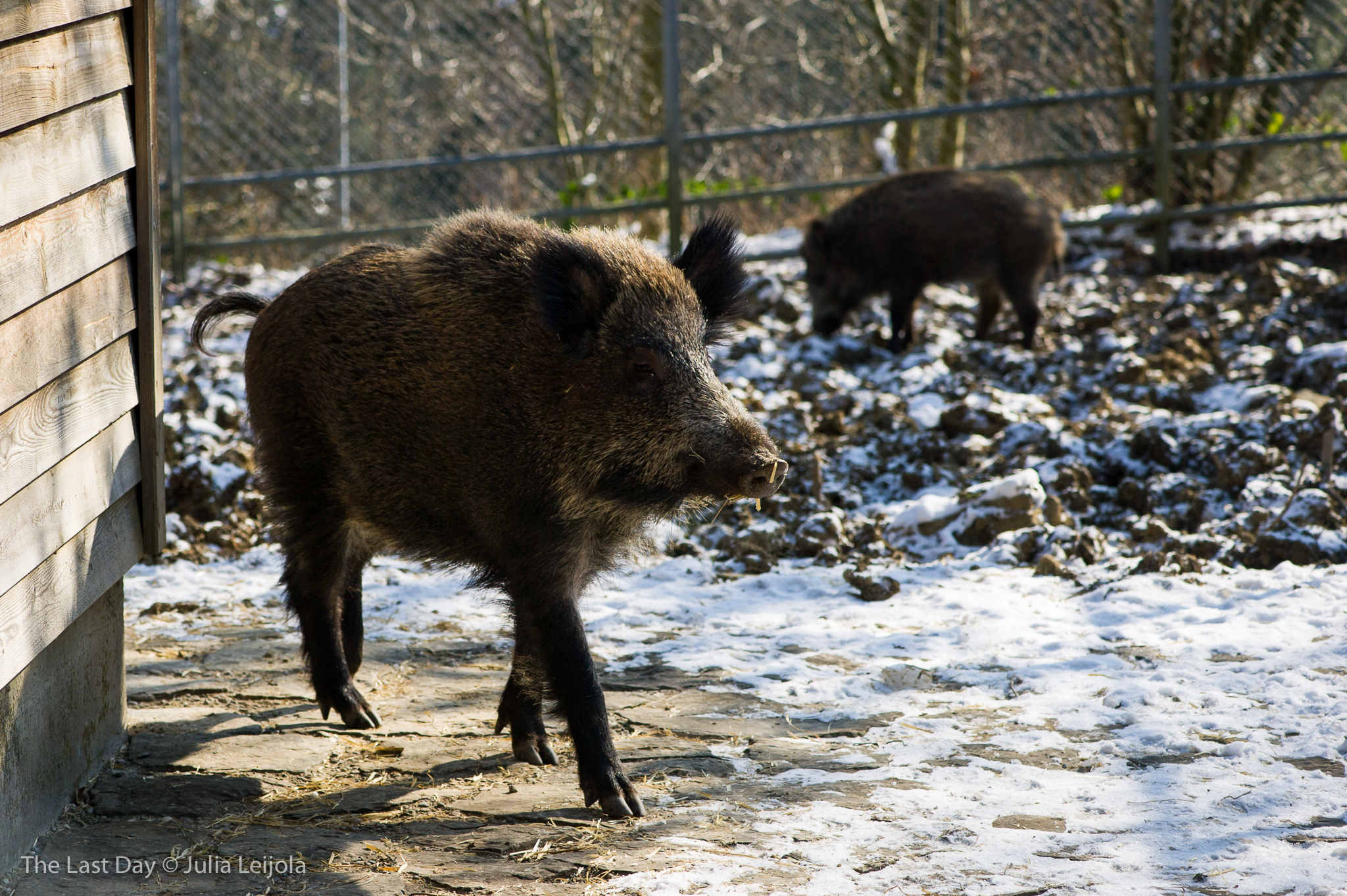 A Sus scrofa is coming towards the camera from behind a wooden wall.