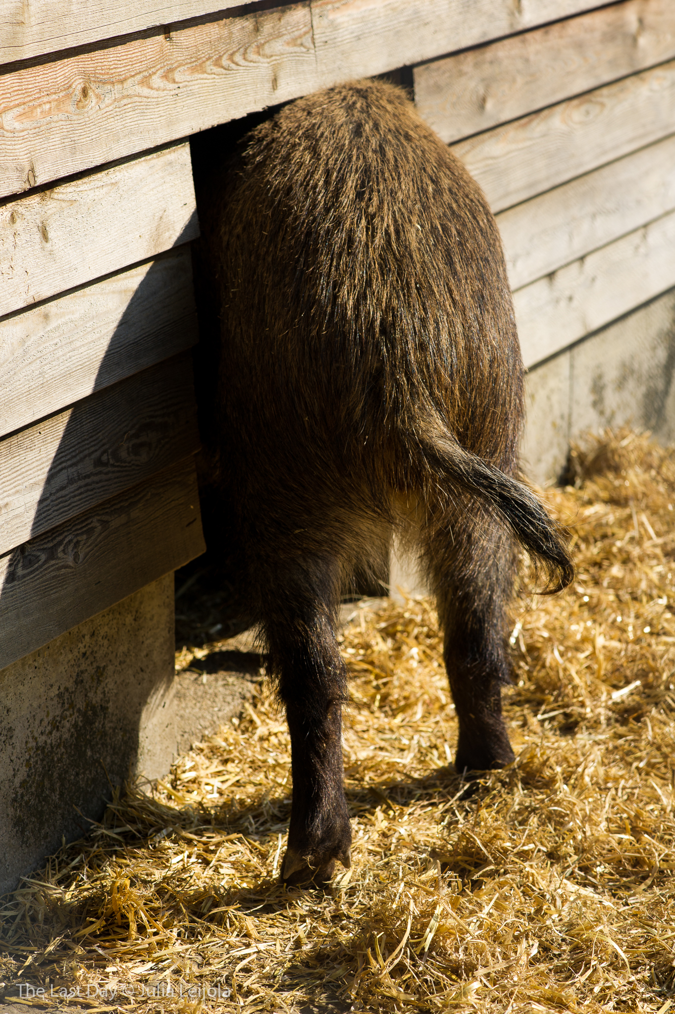 The behind of a Sus scrofa is sticking out of a wooden hut.