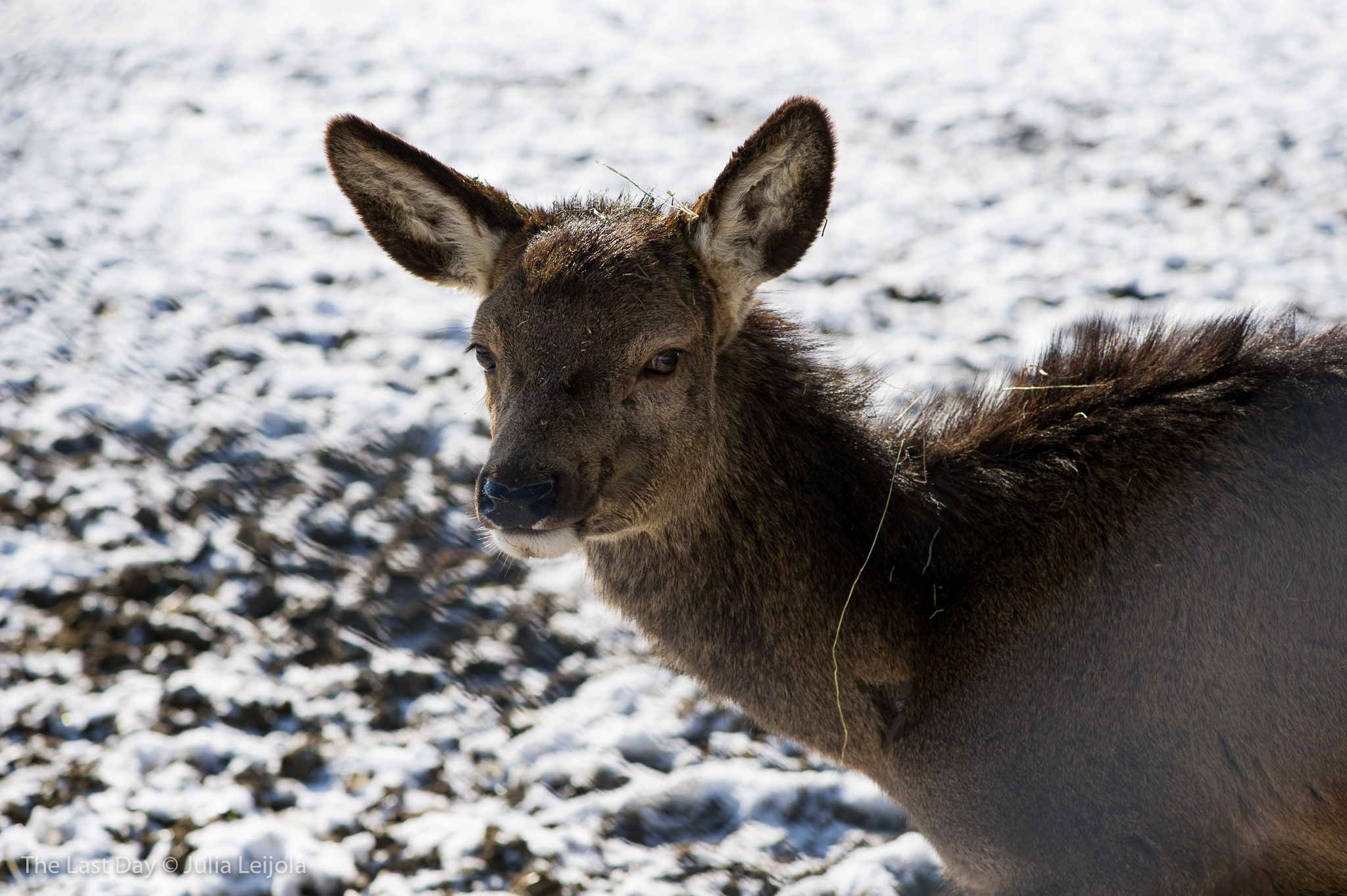 A young Cervus elaphus is looking straight into the camera.