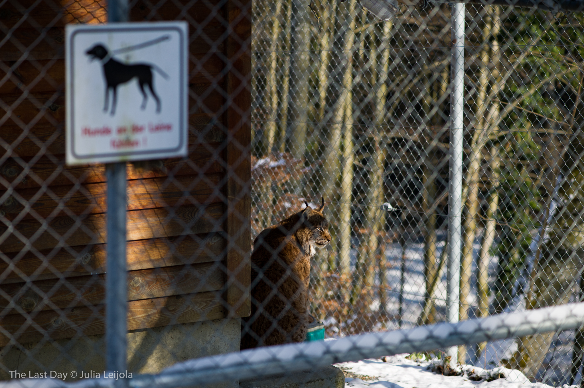 A lynx lynx is sat in a big cage - in the foreground, out of focus, hangs a 'keep your dog on the lead' sign.